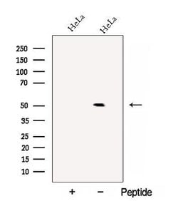 Invitrogen C14orf39 Polyclonal Antibody 100 &mu;L; Unconjugated:Antibodies,