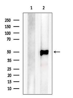 Invitrogen C14orf39 Polyclonal Antibody 100 &mu;L; Unconjugated:Antibodies,