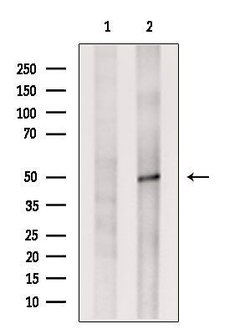 Invitrogen C14orf39 Polyclonal Antibody 100 &mu;L; Unconjugated:Antibodies,