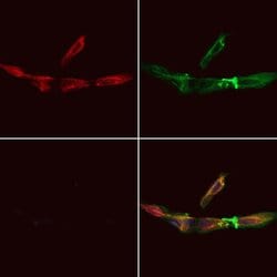 Invitrogen COA7 Polyclonal Antibody 100 &mu;L; Unconjugated:Antibodies,