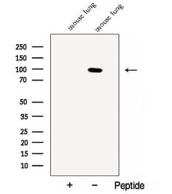 Invitrogen CLGN Polyclonal Antibody 100 &mu;L | Buy Online | Invitrogen&trade; | Fisher Scientific