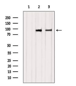 Invitrogen CLGN Polyclonal Antibody 100 &mu;L | Buy Online | Invitrogen&trade; | Fisher Scientific