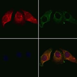 Invitrogen Calumenin Polyclonal Antibody 100 &mu;L; Unconjugated:Antibodies,