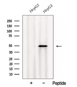 Invitrogen Calumenin Polyclonal Antibody 100 &mu;L; Unconjugated:Antibodies,