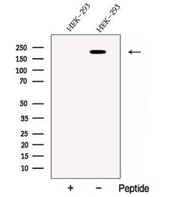 Invitrogen CAPRIN2 Polyclonal Antibody 100 &mu;L; Unconjugated:Antibodies,