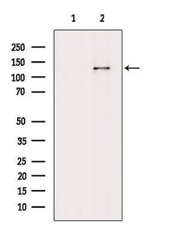 Invitrogen CAPRIN2 Polyclonal Antibody 100 &mu;L; Unconjugated:Antibodies,