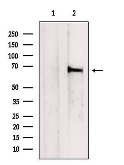 Invitrogen MTGR1 Polyclonal Antibody 100 &mu;L | Buy Online | Invitrogen&trade; | Fisher Scientific