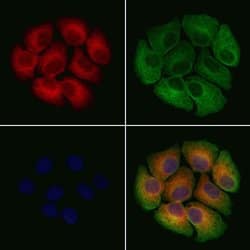 Invitrogen CCDC53 Polyclonal Antibody 100 &mu;L; Unconjugated:Antibodies,