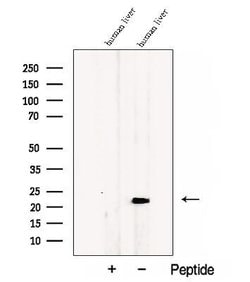 Invitrogen CCDC53 Polyclonal Antibody 100 &mu;L; Unconjugated:Antibodies,