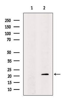 Invitrogen CCDC53 Polyclonal Antibody 100 &mu;L; Unconjugated:Antibodies,