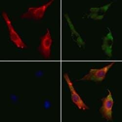 Invitrogen Cyclin I2 Polyclonal Antibody 100 &mu;L; Unconjugated:Antibodies,