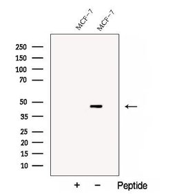 Invitrogen Cyclin I2 Polyclonal Antibody 100 &mu;L; Unconjugated:Antibodies,
