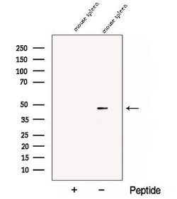 Invitrogen CD84 Polyclonal Antibody 100 &mu;L; Unconjugated:Antibodies,
