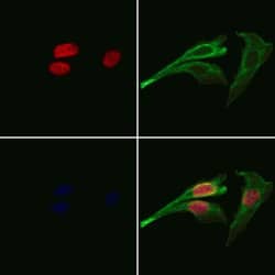 Invitrogen Cdc26 Polyclonal Antibody 100 &mu;L; Unconjugated:Antibodies,