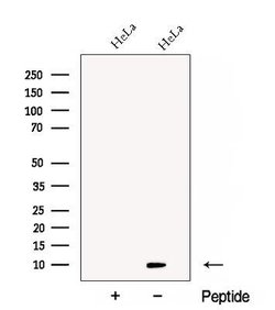Invitrogen Cdc26 Polyclonal Antibody 100 &mu;L; Unconjugated:Antibodies,