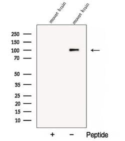 Invitrogen COPG2 Polyclonal Antibody 100 &mu;L; Unconjugated:Antibodies,