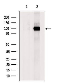 Invitrogen COPG2 Polyclonal Antibody 100 &mu;L; Unconjugated:Antibodies,