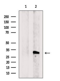 Invitrogen COQ5 Polyclonal Antibody 100 &mu;L; Unconjugated:Antibodies,