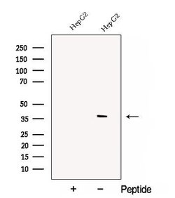 Invitrogen C1GALT1C1 Polyclonal Antibody 100 &mu;L; Unconjugated:Antibodies,