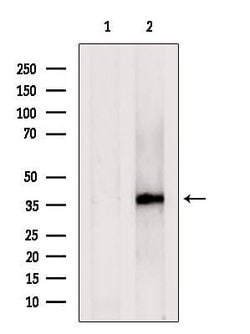 Invitrogen C1GALT1C1 Polyclonal Antibody 100 &mu;L; Unconjugated:Antibodies,