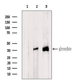 Invitrogen CRISP3 Polyclonal Antibody 100 &mu;L; Unconjugated:Antibodies,
