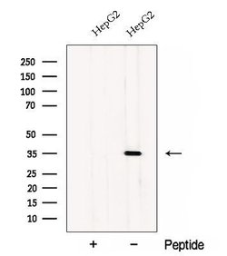Invitrogen CWC15 Polyclonal Antibody 100 &mu;L; Unconjugated:Antibodies,