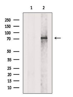 Invitrogen DDHD2 Polyclonal Antibody 100 &mu;L; Unconjugated:Antibodies,