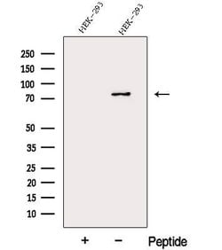 Invitrogen DDHD2 Polyclonal Antibody 100 &mu;L; Unconjugated:Antibodies,