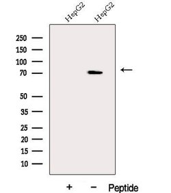 Invitrogen DDX43 Polyclonal Antibody 100 &mu;L; Unconjugated:Antibodies,