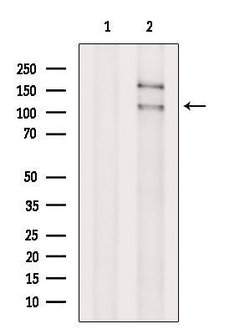 Invitrogen DHX36 Polyclonal Antibody 100 &mu;L; Unconjugated:Antibodies,