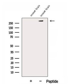 Invitrogen DMXL2 Polyclonal Antibody 100 &mu;L; Unconjugated:Antibodies,