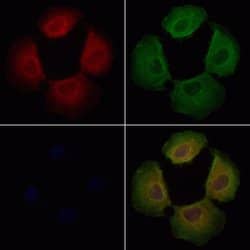 Invitrogen DNAJC11 Polyclonal Antibody 100 &mu;L; Unconjugated:Antibodies,