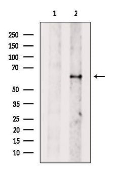 Invitrogen DNAJC11 Polyclonal Antibody 100 &mu;L; Unconjugated:Antibodies,