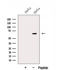 Invitrogen DNAJC11 Polyclonal Antibody 100 &mu;L; Unconjugated:Antibodies,