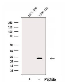 Invitrogen DNAJC12 Polyclonal Antibody 100 &mu;L; Unconjugated:Antibodies,