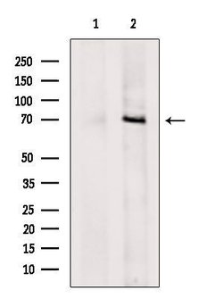 Invitrogen DNAJC21 Polyclonal Antibody 100 &mu;L | Buy Online | Invitrogen&trade; | Fisher Scientific