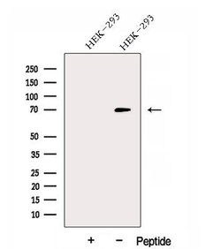 Invitrogen DNAJC21 Polyclonal Antibody 100 &mu;L | Buy Online | Invitrogen&trade; | Fisher Scientific