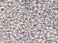 Invitrogen DOC2B Polyclonal Antibody 100 &mu;L; Unconjugated:Antibodies,