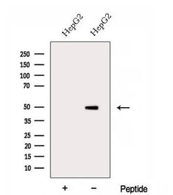 Invitrogen DOC2B Polyclonal Antibody 100 &mu;L; Unconjugated:Antibodies,