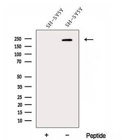 Invitrogen DOCK3 Polyclonal Antibody 100 &mu;L; Unconjugated:Antibodies,