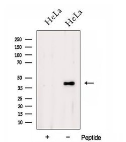 Invitrogen DSN1 Polyclonal Antibody 100 &mu;L; Unconjugated:Antibodies,