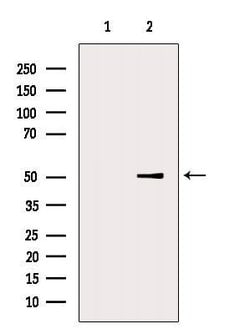 Invitrogen DYNC1LI2 Polyclonal Antibody 100 &mu;L | Buy Online | Invitrogen&trade; | Fisher Scientific