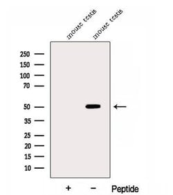 Invitrogen DYNC1LI2 Polyclonal Antibody 100 &mu;L | Buy Online | Invitrogen&trade; | Fisher Scientific