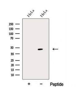 Invitrogen EAF1 Polyclonal Antibody 100 &mu;L; Unconjugated:Antibodies,