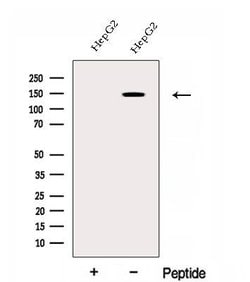 Invitrogen EHBP1 Polyclonal Antibody 100 &mu;L; Unconjugated:Antibodies,