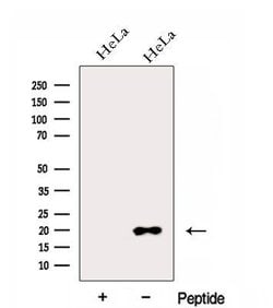 Invitrogen eIF1AX Polyclonal Antibody 100 &mu;L; Unconjugated:Antibodies,