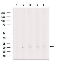 Invitrogen eIF1AX Polyclonal Antibody 100 &mu;L; Unconjugated:Antibodies,