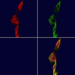 Invitrogen eIF2 gamma Polyclonal Antibody 100 &mu;L; Unconjugated:Antibodies,