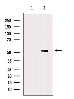 Invitrogen eIF2 gamma Polyclonal Antibody 100 &mu;L; Unconjugated:Antibodies,