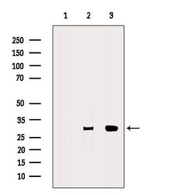 Invitrogen ENOPH1 Polyclonal Antibody 100 &mu;L; Unconjugated:Antibodies,